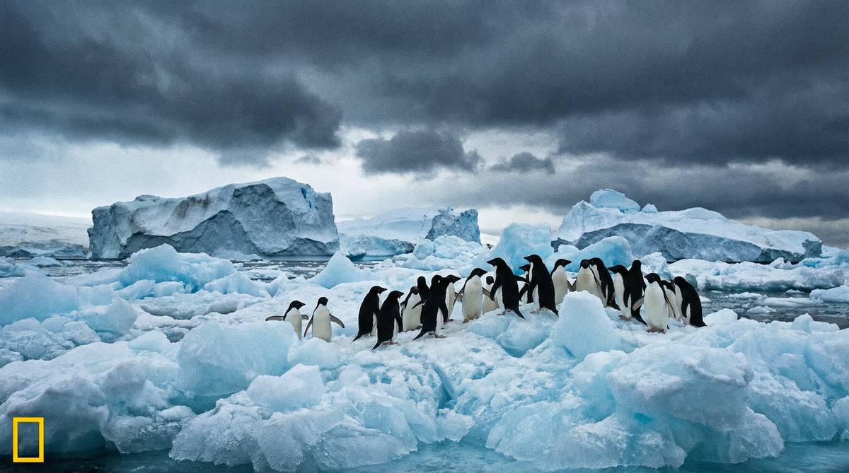 91南极企鹅视频